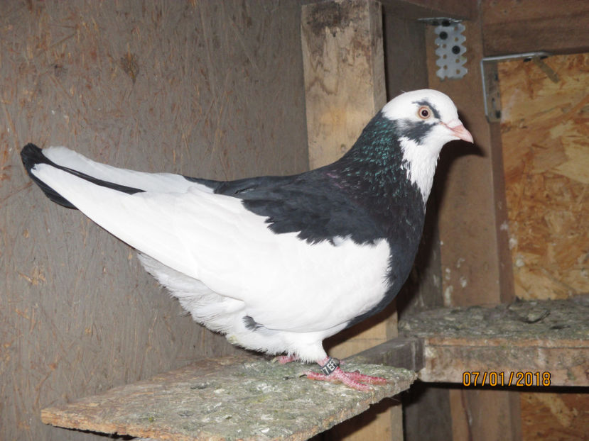  - 1 ROLLER DE BIRMINGHAM 2018