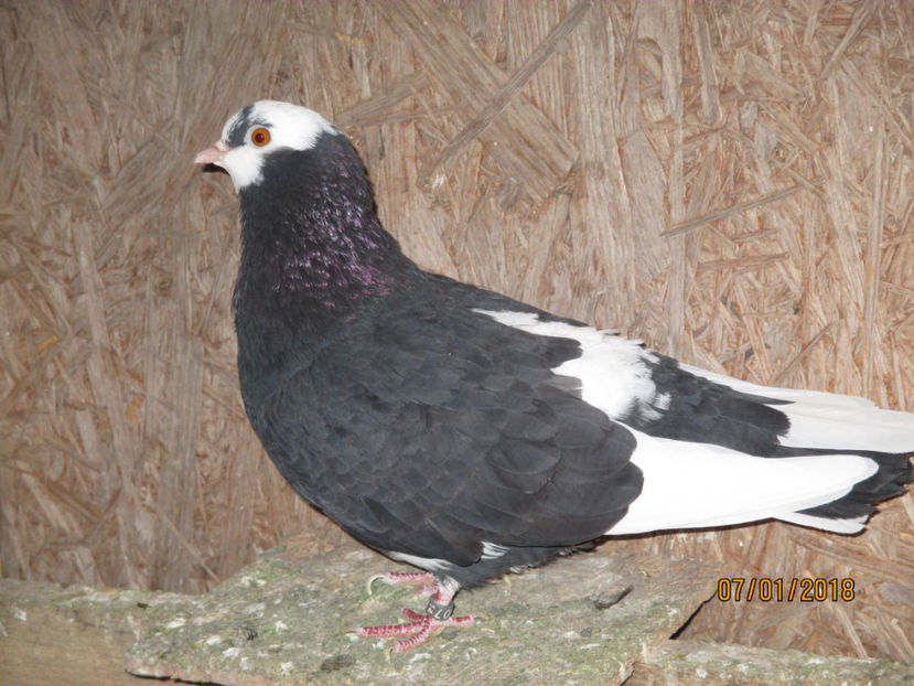  - 1 ROLLER DE BIRMINGHAM 2018