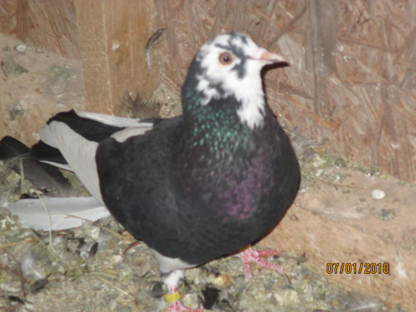  - 1 ROLLER DE BIRMINGHAM 2018