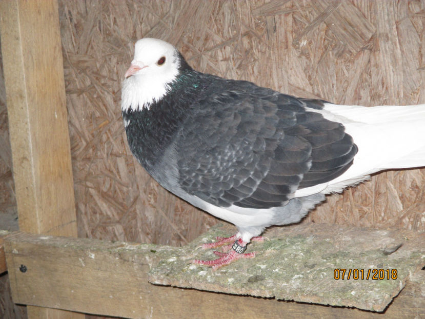  - 1 ROLLER DE BIRMINGHAM 2018