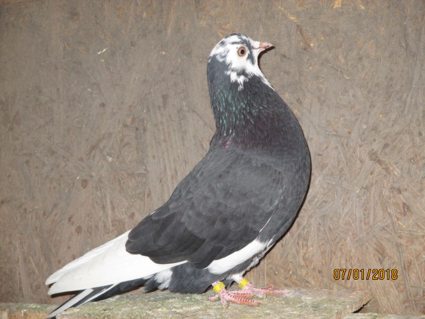  - 1 ROLLER DE BIRMINGHAM 2018