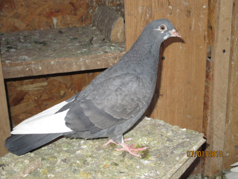  - 1 ROLLER DE BIRMINGHAM 2018