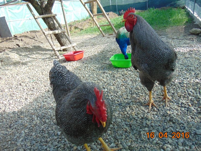  - Comenzi pentru 2019 pui si oua Playmouth rock barat