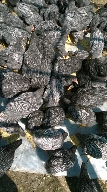 2017-noua generatie 16 - Comenzi pentru 2019 pui si oua Playmouth rock barat