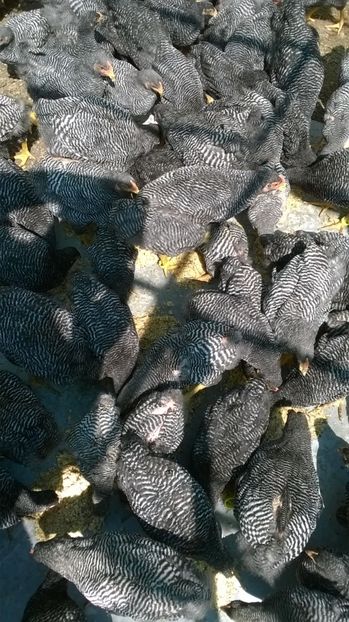 2017-noua generatie 18 - Comenzi pentru 2019 pui si oua Playmouth rock barat