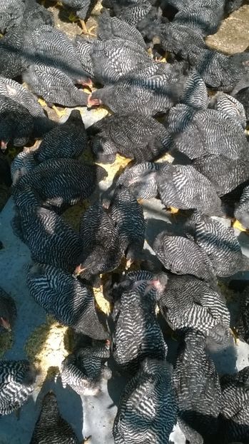 2017-noua generatie 19 - Comenzi pentru 2019 pui si oua Playmouth rock barat