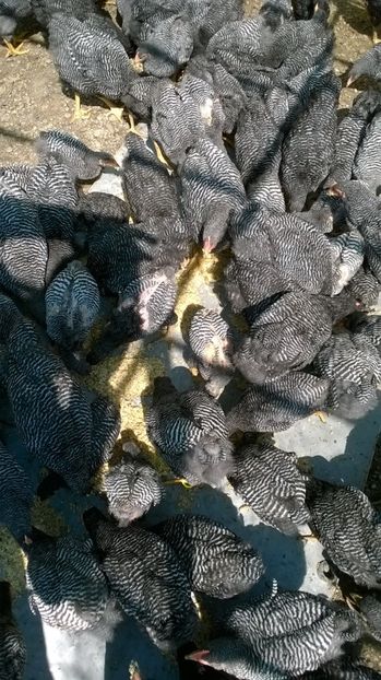 2017-noua generatie 20 - Comenzi pentru 2019 pui si oua Playmouth rock barat