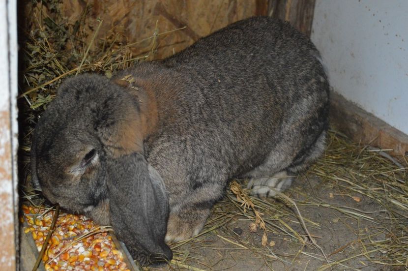 femela berbec german - c femela nr 2 aguti