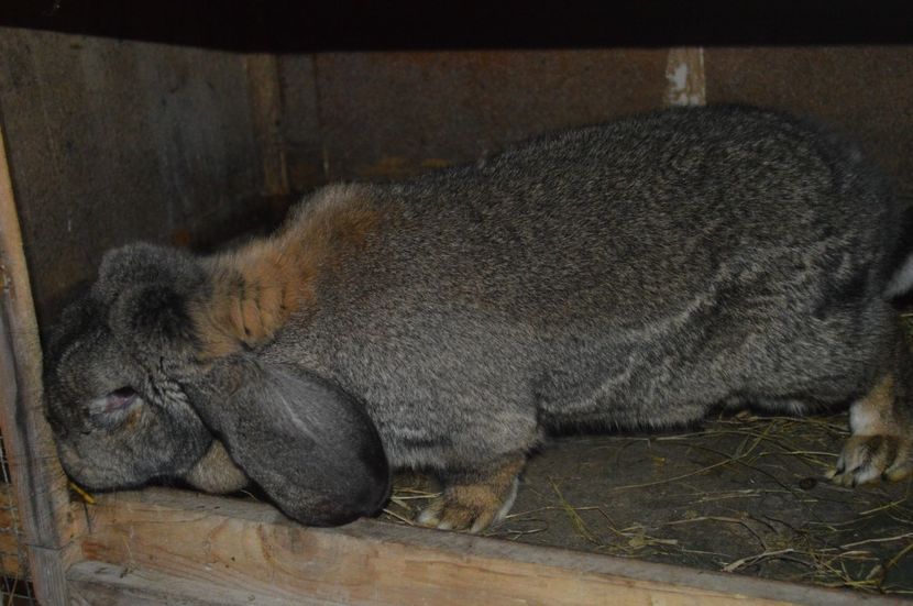 femela berbec german - c femela nr 4 aguti