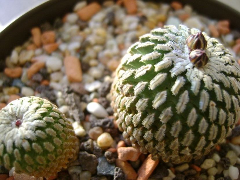 Turbinicarpus pseudopectinatus v. rubriflorus, MZ 736 Dr Arroyo, NL & Turbini. pseudopectinatus - Cactusi 2018