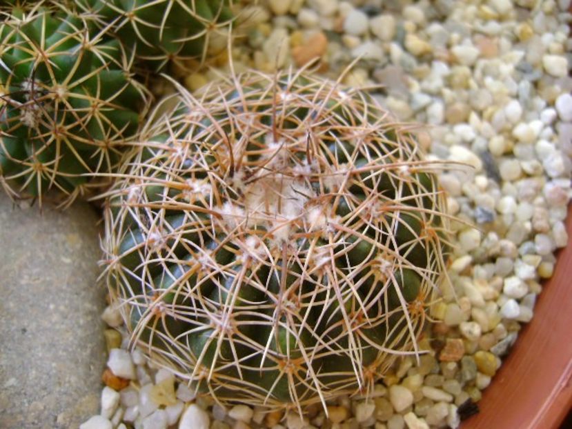 Parodia werneri (Notocactus uebelmannianus) - Cactusi 2018