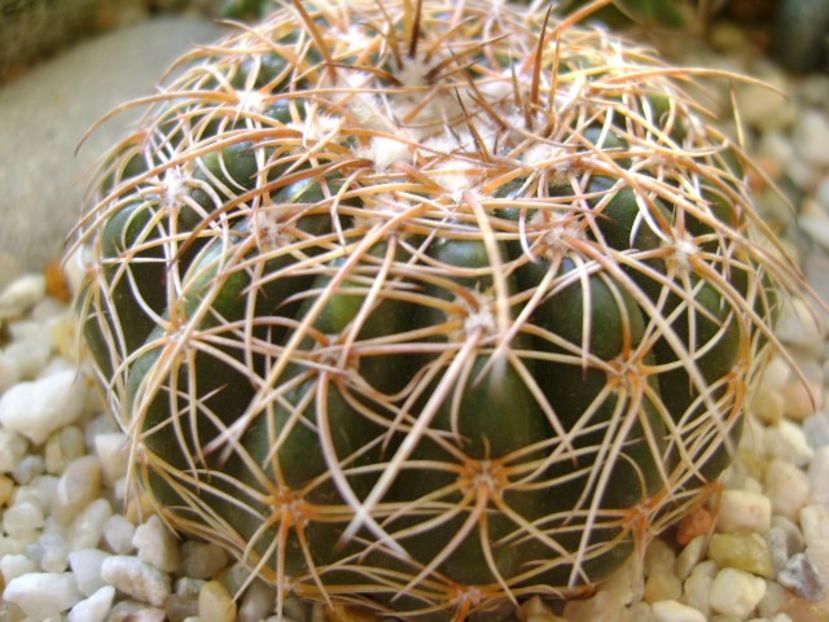 Parodia werneri (Notocactus uebelmannianus) - Cactusi 2018