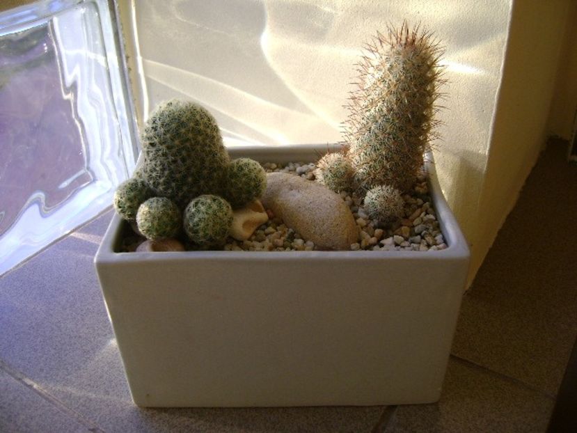 Grup de 2 cactusi - Cactusi 2018