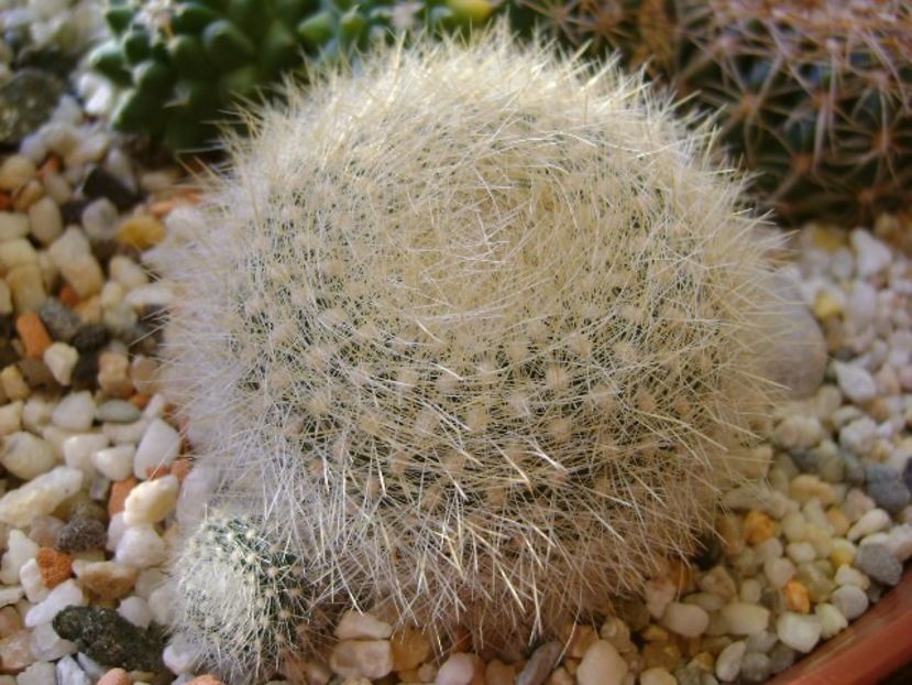 Notocactus graessneri (Parodia haselbergii ssp. graessneri) ?? - Cactusi 2018