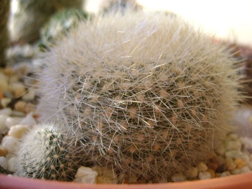 Notocactus graessneri (Parodia haselbergii subs. graessneri) ?? - Cactusi 2018
