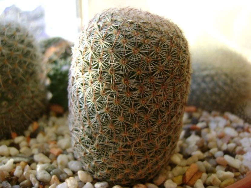 Mammillaria  haageana - Cactusi 2018