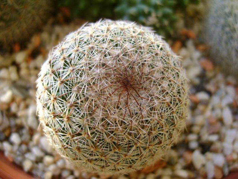 Mammillaria haageana - Cactusi 2018