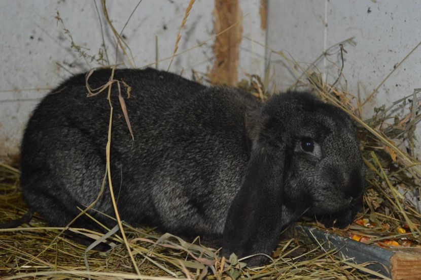 femela berbec german - c femela nr 6 gri fier