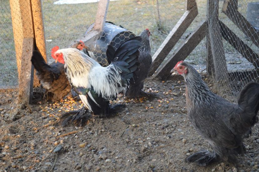 mii de flori - b Mii de flori argintiu