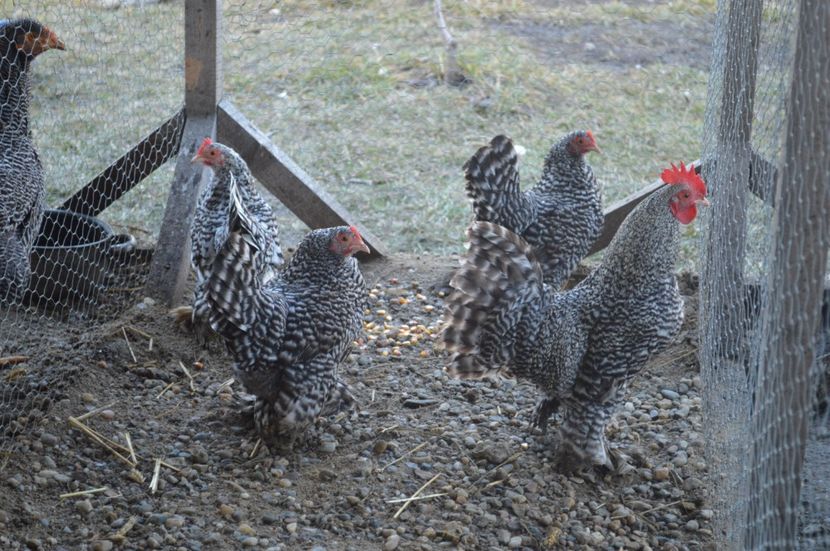 mii de flori - b Mii de flori barat