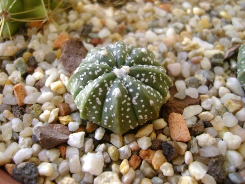 Astrophytum asterias hb. - Cactusi 2017 final de an