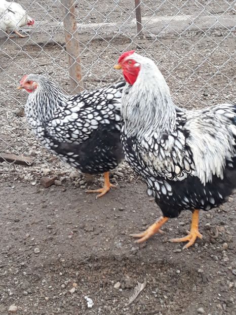  - Wyandotte argintiu 2017