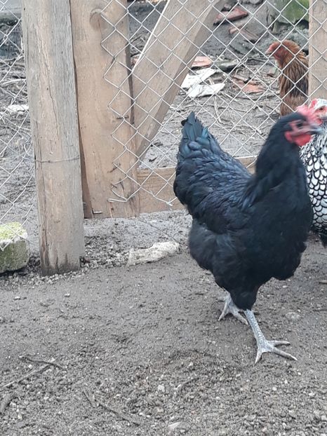  - Australorp 2017