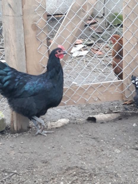  - Australorp 2017