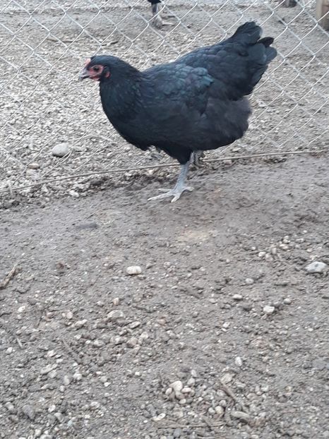  - Australorp 2017