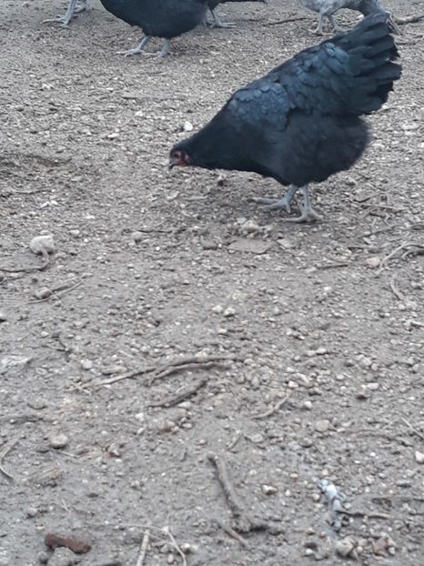  - Australorp 2017