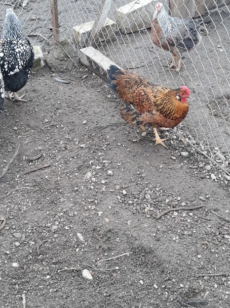  - Wyandotte argintiu 2017