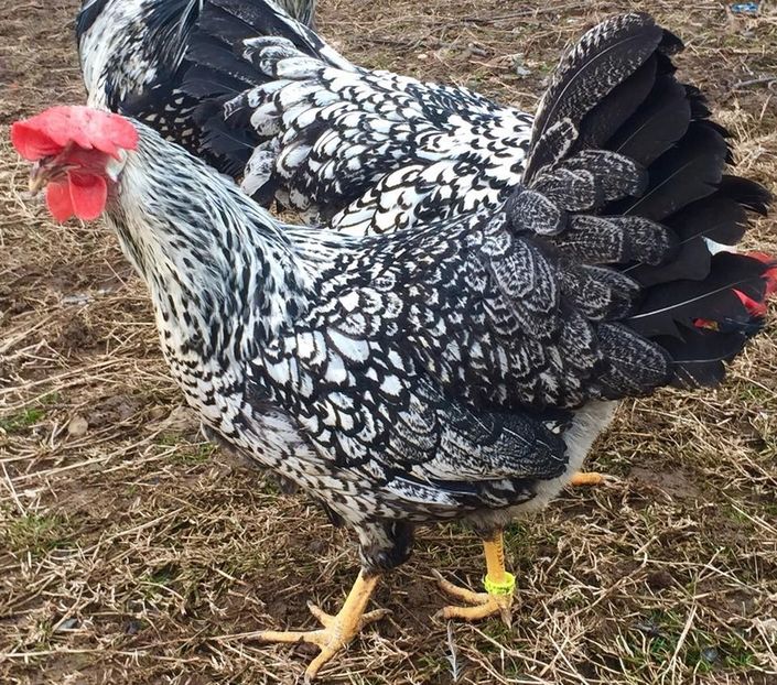 Silver laced leghorns - Silver Laced Leghorn - Italiene bordura neagra