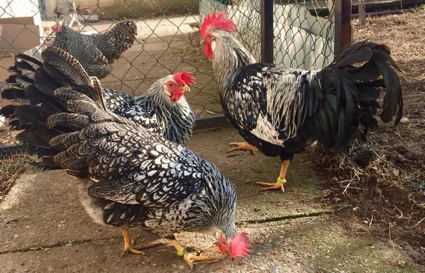  - Silver Laced Leghorn - Italiene bordura neagra