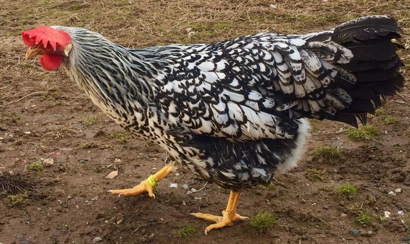  - Silver Laced Leghorn - Italiene bordura neagra