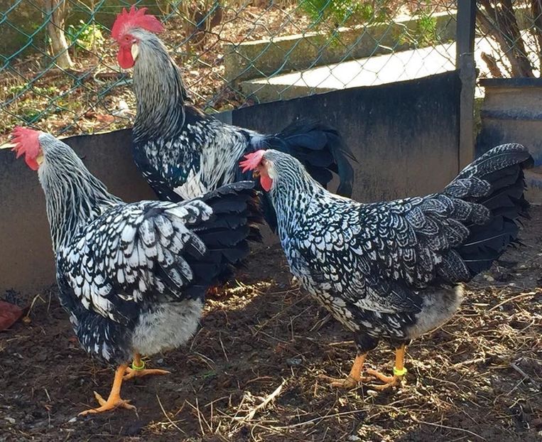  - Silver Laced Leghorn - Italiene bordura neagra