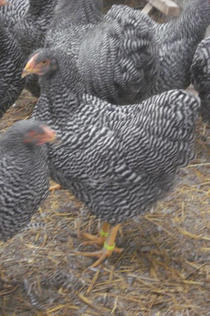  - WYANDOTTE BARAT 2018 - ARHIVA