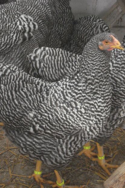  - WYANDOTTE BARAT 2018 - ARHIVA