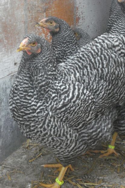  - WYANDOTTE BARAT 2018 - ARHIVA