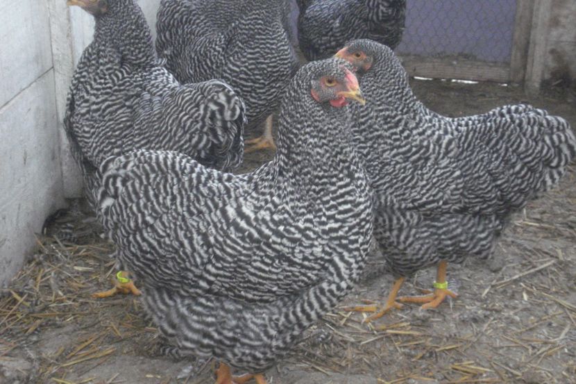  - WYANDOTTE BARAT 2018 - ARHIVA