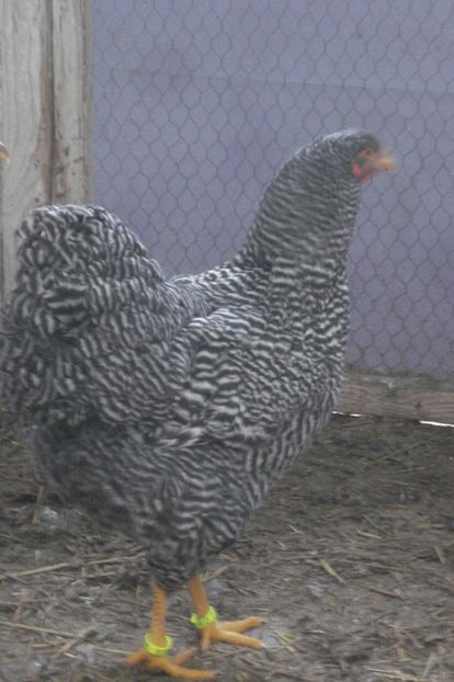  - WYANDOTTE BARAT 2018 - ARHIVA