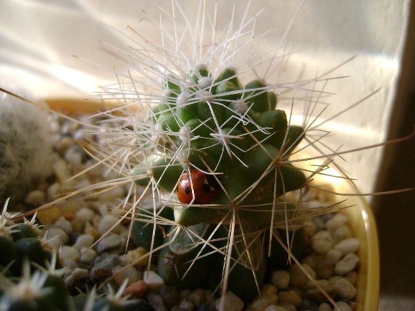 Cochemiea pondii ssp. setispina (altoita) - Cactusi 2017 final de an