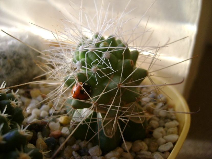 Cochemiea pondii ssp. setispina (altoita) - Cactusi 2017 final de an