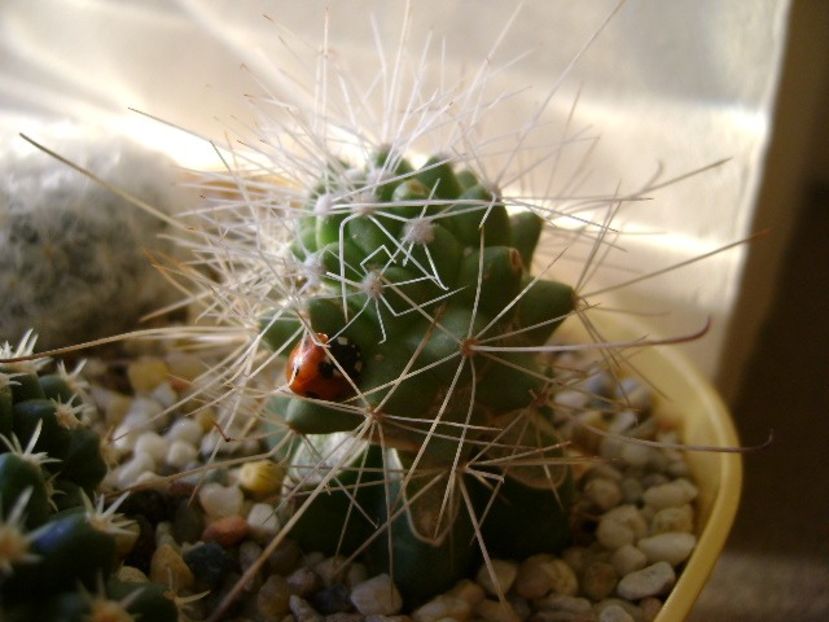 Cochemiea pondii ssp. setispina (altoita) - Cactusi 2017 final de an