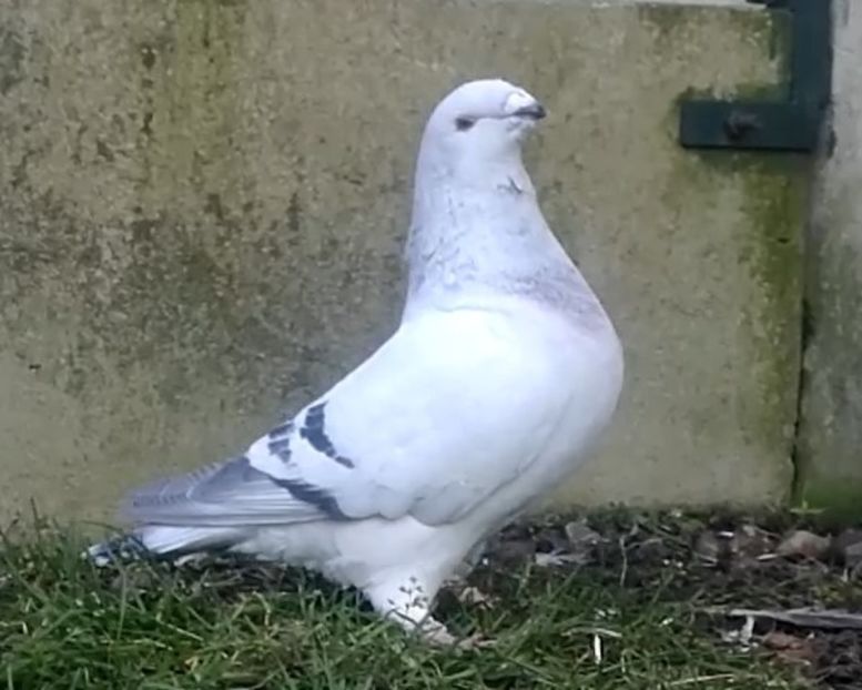 JRS29-ARCHIWUM - RO PL coop 3th generation