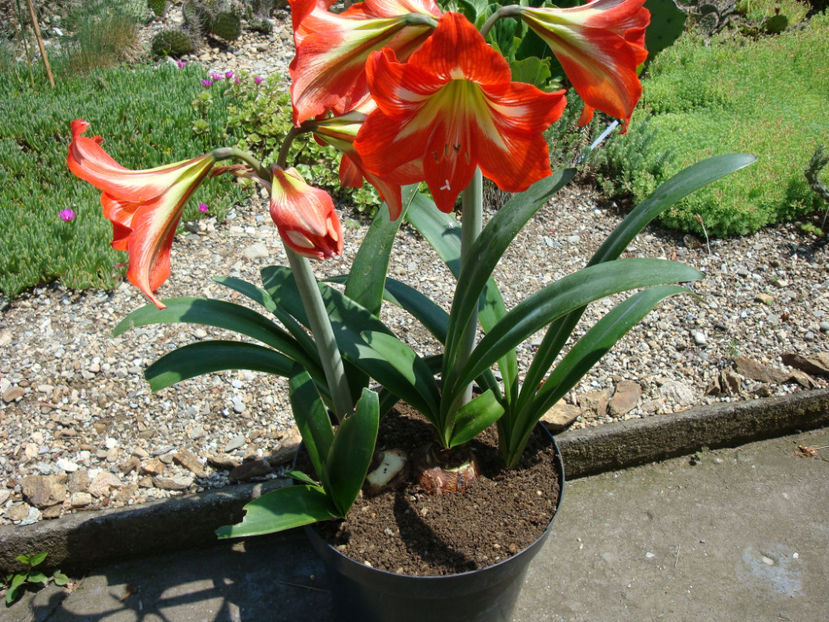 Amaryllis belladonna L. - Genul Amaryllis