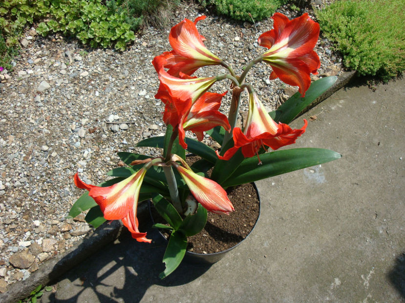 Amaryllis belladonna L. - Genul Amaryllis