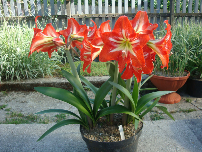 Amaryllis belladonna L. - Genul Amaryllis