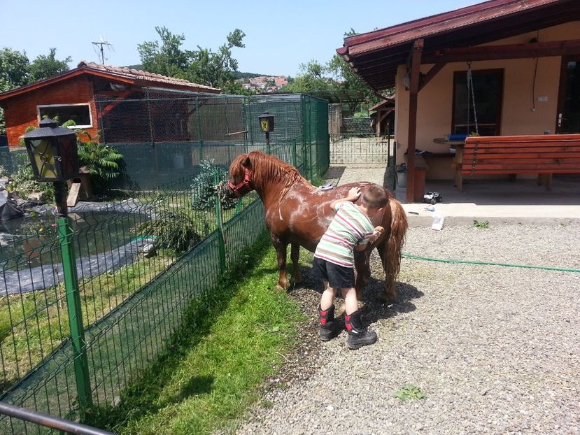20160619_130306 - Copy - fazani_rate_caini_ponei