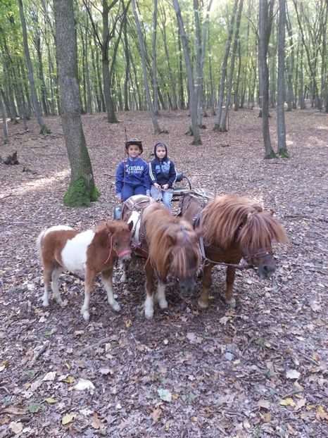 20171014_154851 - Copy - fazani_rate_caini_ponei