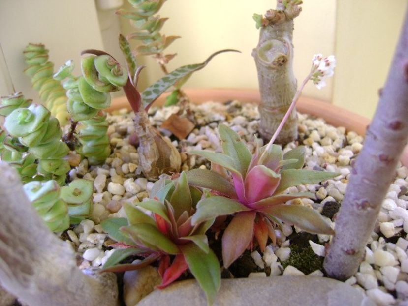 Crassula orbicularis - Suculente 2017